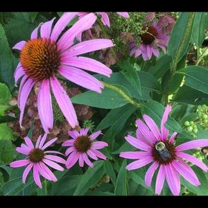 Meet your Posher, Cathy